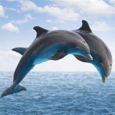 Dolphin facts Ep. 2
