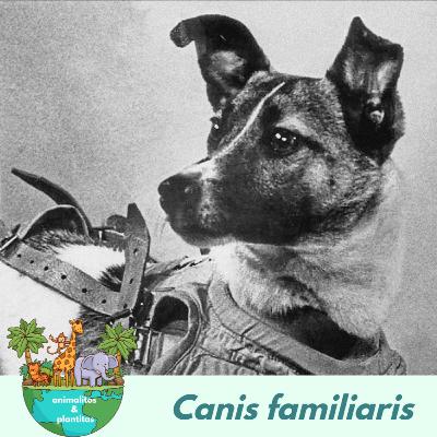 EP10 Laika y los animales espaciales