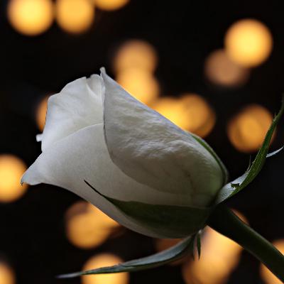 ¿Qué papel juega la desvalorización en mi vida?