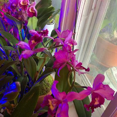 Episode 10 - Orchid Chat With Dr Connors