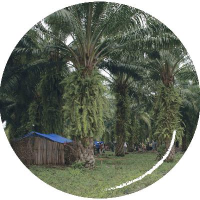 5. Grünes Gefängnis: Kakao, Tee, Kaffee, Bananen - Plantagen von der Kolonialzeit bis heute