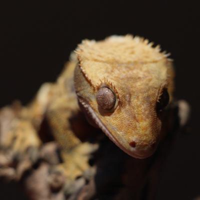 Crested Geckos
