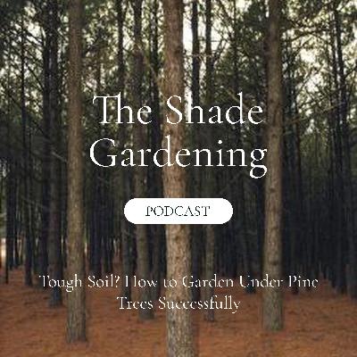 Tough Soil? How to Garden Under Pine Trees Successfully
