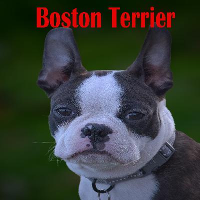 Animals Central/All About Dogs Episode 125 - Boston Terrier