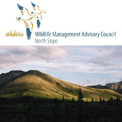The North Slope's Muskox Framework