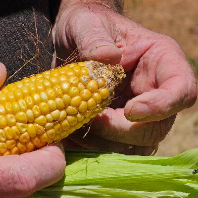 Luke Mancini, Origin Grain - Maize Marketing Options for 2024