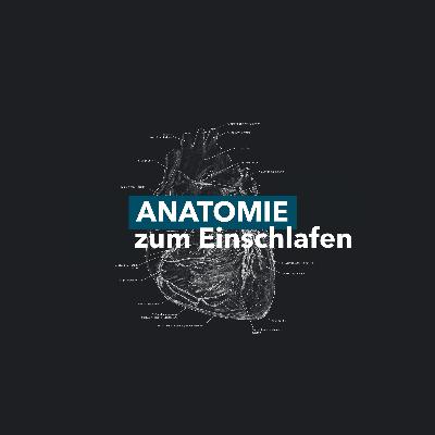 Untere Extremität - Dorsale Oberschenkelmuskulatur