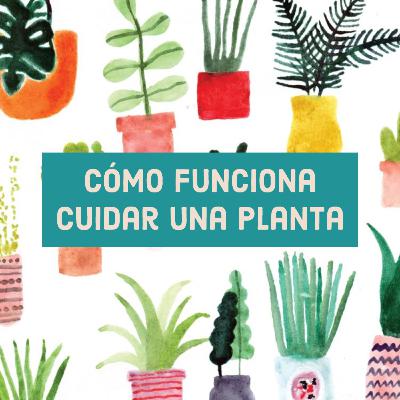 Cómo funciona cuidar una planta