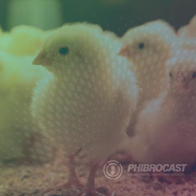 PhibroCast - Episódio 9: Importância da prevenção precoce contra a doença de Gumboro