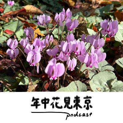 坊主とシクラメン【#31】