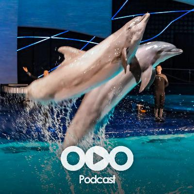 Hoe wordt het Dolfinarium in Harderwijk weer toekomstbestendig?