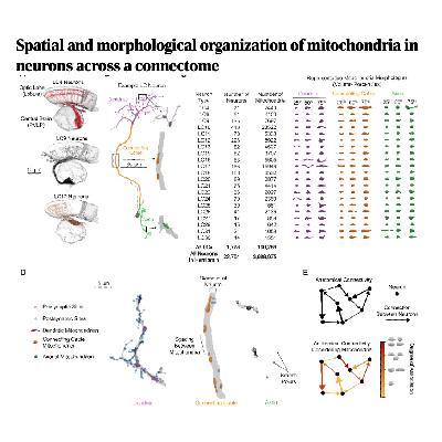 349-线粒体在神经回路中的形态与定位规则