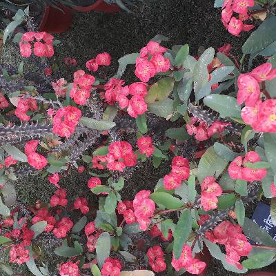 ch-3 plant kingdom of class 11th by priyanka tandon(annex future academy) ch-3 plant kingdom of class 11th by priyanka tandon(annex future academy)