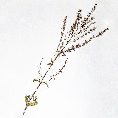 Медведь Медведь