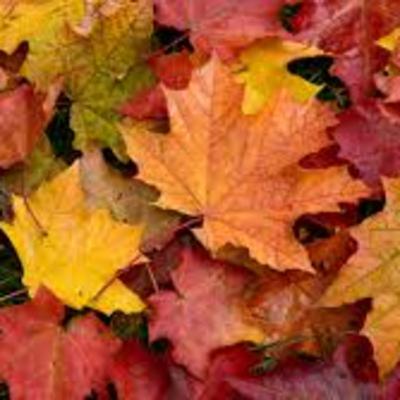 Fall Trends 2020 Fall Trends 2020