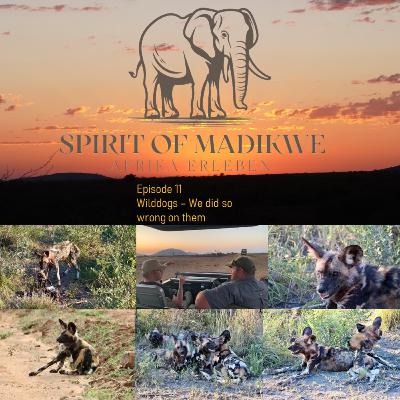 Episode 11 - Wilddog and why we did so wrong on them