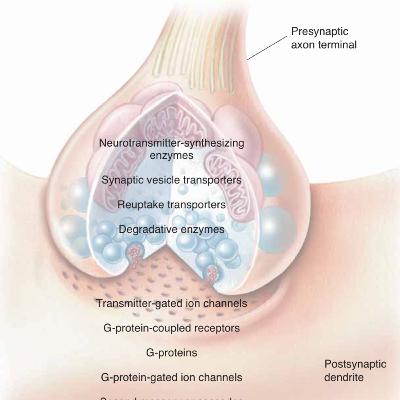 Inside the Chemical Machine: How Neurotransmitters and Receptor (Section 1) Inside the Chemical Machine: How Neurotransmitters and Receptor (Section 1)