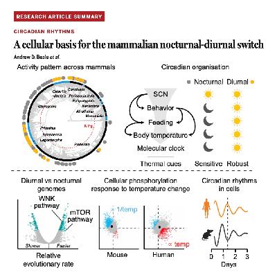 694-Cellular Basis for Mammalian Nocturnal-Diurnal Switch 694-Cellular Basis for Mammalian Nocturnal-Diurnal Switch