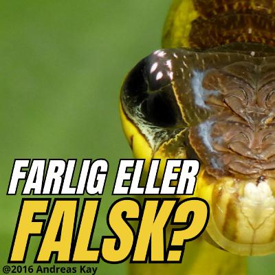 #73 Sådan Snyder Dyr Hinanden - Mimicry og Camouflage forklaret!