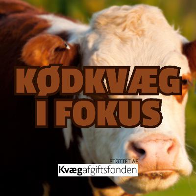 Kødkvæg i fokus 2026  - Januar: Racer, tal og fremtid - startskuddet til 12 programmer om kødkvæg
