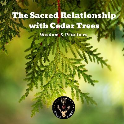 The Sacred Relationship with Cedar Trees: Wisdom & Practices