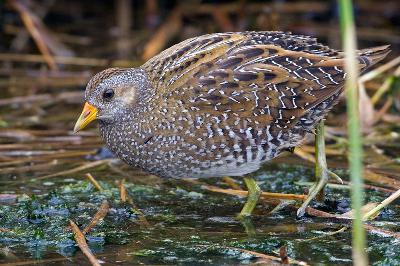 Pettyes vízicsibe (Porzana porzana) Pettyes vízicsibe (Porzana porzana)
