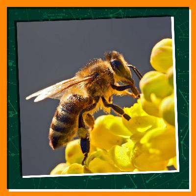Inside the Mind of a Bee