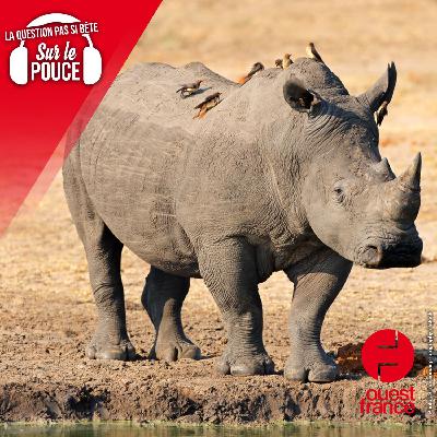 Pourquoi trouve-t-on toujours de petits oiseaux sur le dos des rhinocéros ?