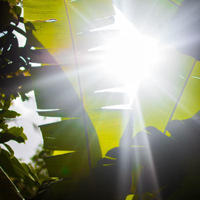 Meditação Guiada Luz Dourada De Fogo Meditação Guiada Luz Dourada De Fogo