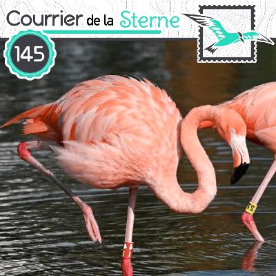 CDLS#145 : Les oiseaux ont un langage ?! ( Flamant des Caraïbes et Amazone à nuque d'or)