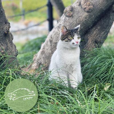 等不到后来，只等芙蓉镇上的Mixtape重头再来