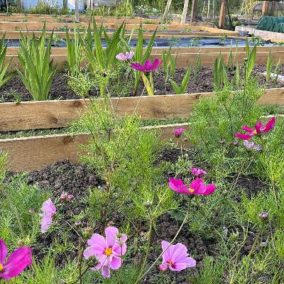 Growing Together - Early September 2024: Crop harvesting and gardening for mental wellness with Mind