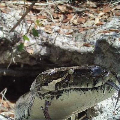 Suspicions and Pythons: Kodiak Hengstebek Suspicions and Pythons: Kodiak Hengstebek