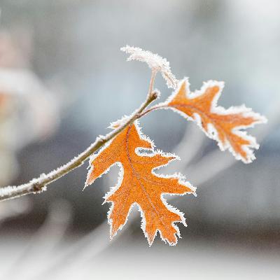 Midwinter Gardens: Influential Plants, Christmas Trees and New RHS Gardens Midwinter Gardens: Influential Plants, Christmas Trees and New RHS Gardens
