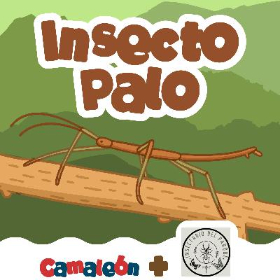 Insecto palo: ramas que caminan