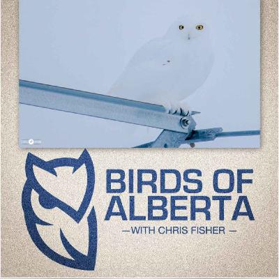 Snowy Owl
