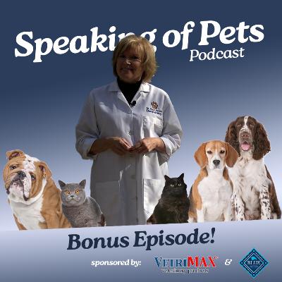 Is Your Dog Itchy? Dr. Jeromin Shares Her Top Dermatology Tips for your Pets | SOP Bonus Episode Is Your Dog Itchy? Dr. Jeromin Shares Her Top Dermatology Tips for your Pets | SOP Bonus Episode
