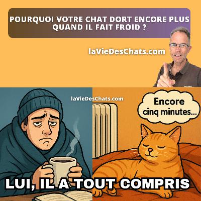 POURQUOI VOTRE CHAT DORT PLUS QUAND IL FAIT FROID ?