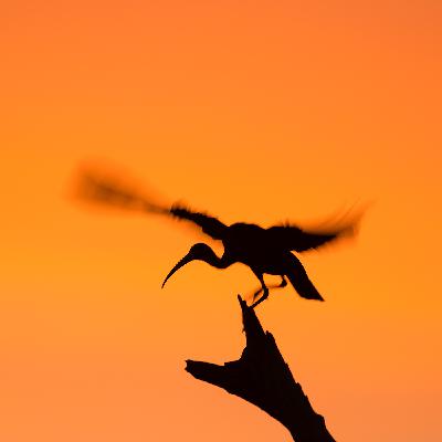Wild Diaries - June Updates from Around the World - Part 1