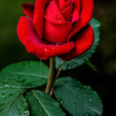 ഈ മതിലുകള്‍ ലോകം മുഴുവന്‍ ചുറ്റി പോകുന്നു!!