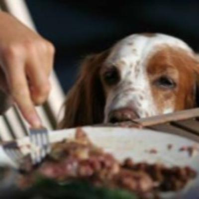 Even the dogs