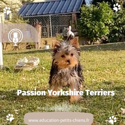Passion Yorkshire terriers : Le guide de formation humaine : comment améliorer vos repas