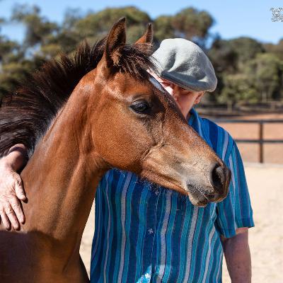Stock Horse Breeder Jeanette Gower on What Chicken Breeders can learn from the Horse Breeding Experience