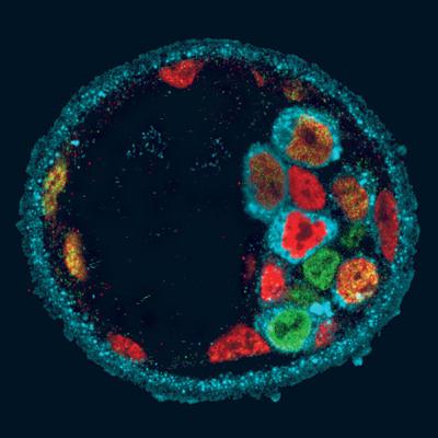 Biology in a nutshell