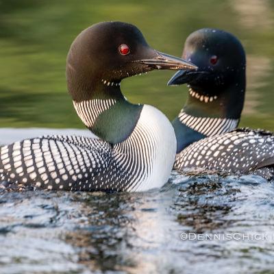 Spring Bird Migration In Full Swing Across Superior National Forest and Northern Minnesota