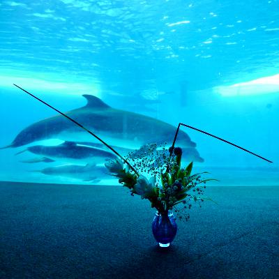 観客はいるか？イルカ？ from Radiotalk