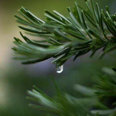 dew of the sea dew of the sea