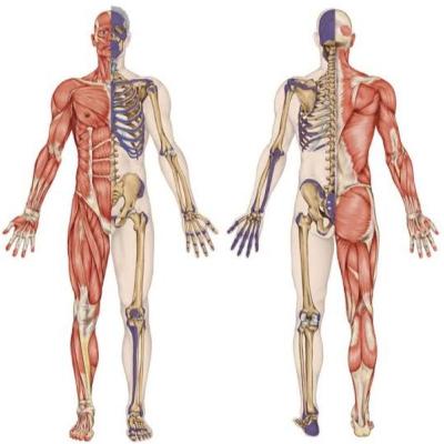 SISTEMA MUSCULOESQUELETICO