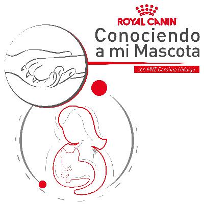 Cómo evitar estrés y miedo en nuestras mascotas