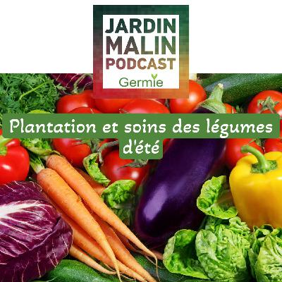 Réussir ses plantations d’été au potager : conseils, astuces et erreurs à éviter